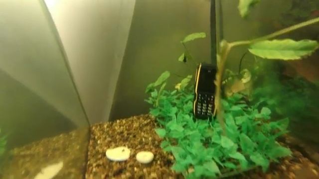 Звонок рыбке "Золотой" смотреть онлайн