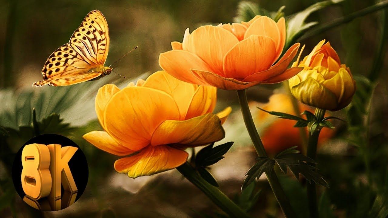 Exclusive Beautiful Flowersin 8K VIDEO ULTRAHD 60FPS|TheMostBeautiful Flowers Collection 8KULTRA HD смотреть онлайн