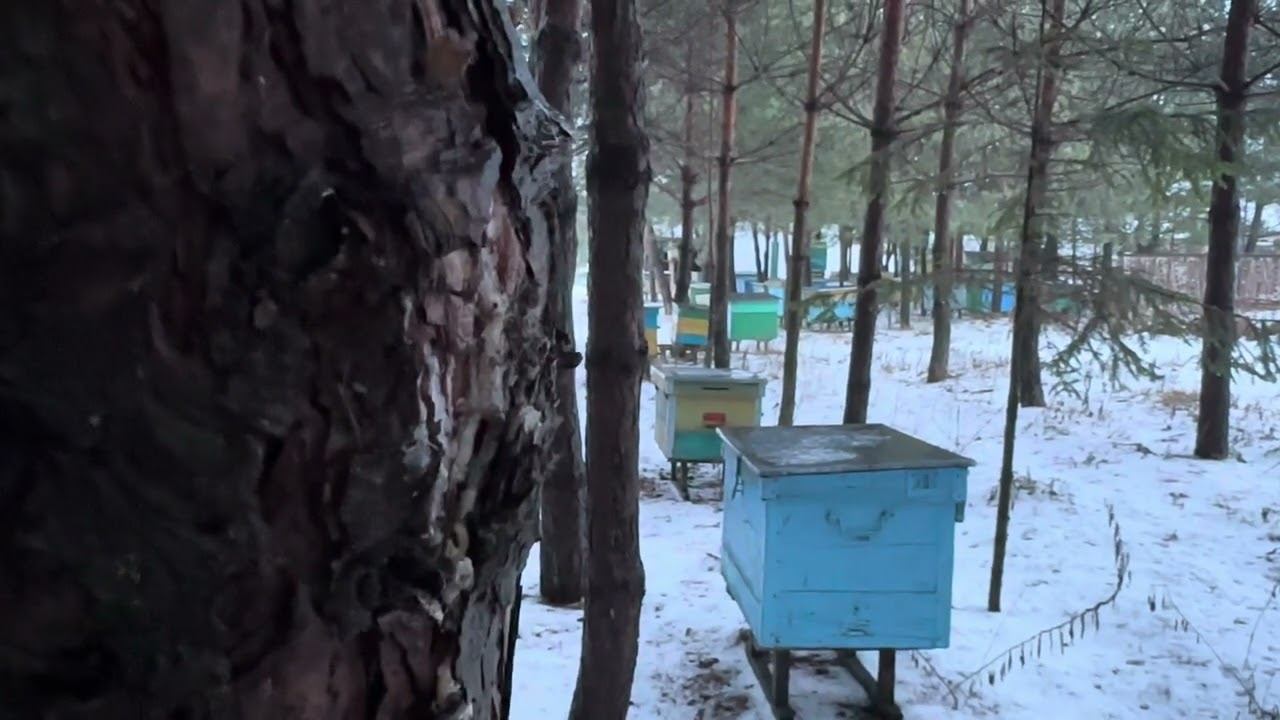 ВЛИЯНИЕ ВАРРОАТОЗА НА ПЧЕЛ МЕДОНОСНЫХ. смотреть онлайн