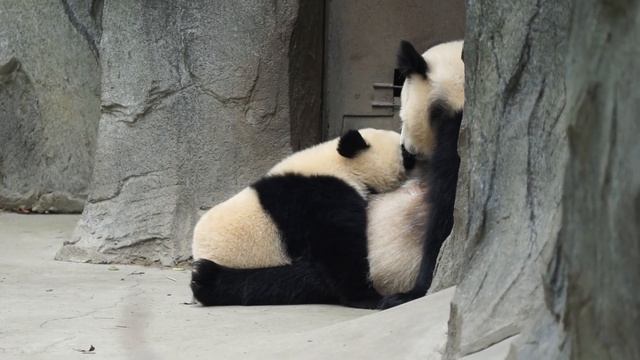 Giant Panda Mother and Cub смотреть онлайн