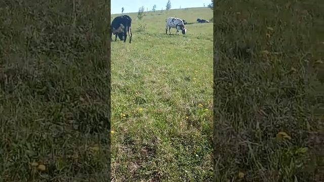 Начинающий фермер. смотреть онлайн