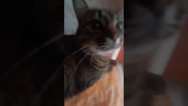 #cat #bonitogato #gatuno #kitty #detektik #shorts смотреть онлайн
