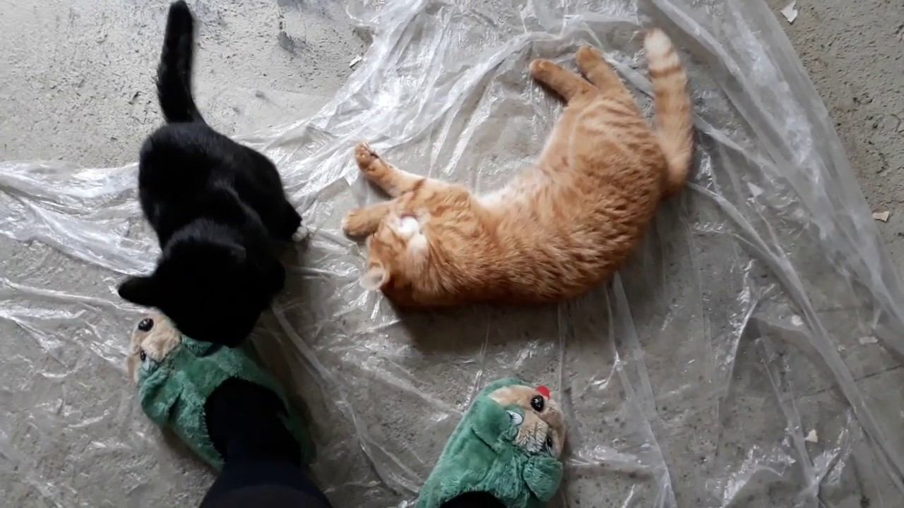 7 минут из жизни кошек / взаимодействие молодой и кошкой постарше.