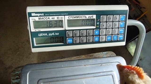 Бройлер РОСС 308 - 45 дней // Жизнь в деревне // смотреть онлайн