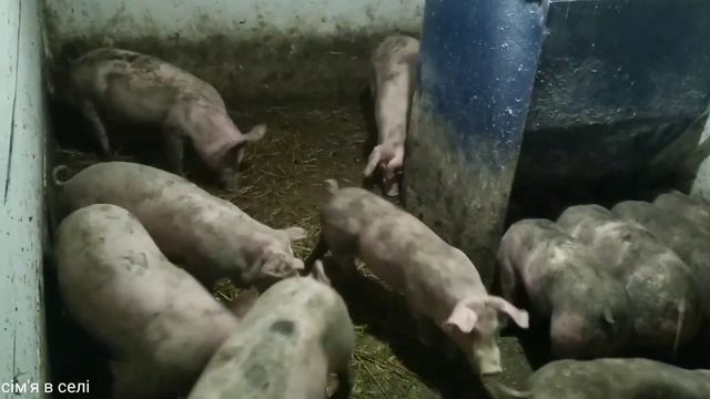 Очень быстро подросли🐖 пререхожу на гровер💪. Сім'я в селі. смотреть онлайн