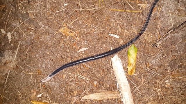 [Natalex] Вопрос. Что за змея? смотреть онлайн