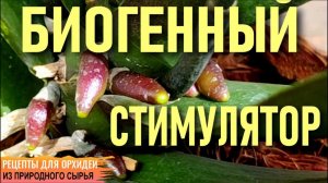 ❗️БИОГЕННЫЙ СТИМУЛЯТОР ДЛЯ ОРХИДЕЙ - КОРНИ, ЛИСТЬЯ И ЦВЕТОНОСЫ ЗА 2 НЕДЕЛИ! ЗОЛОТОЙ УС ДЛЯ ОРХИДЕЙ❗