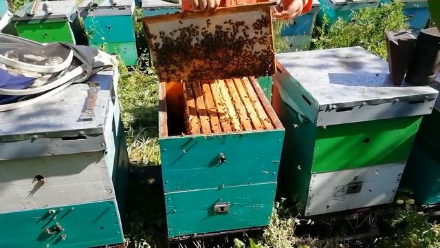 Работа на пасеке, контроль пчелосемей смотреть онлайн