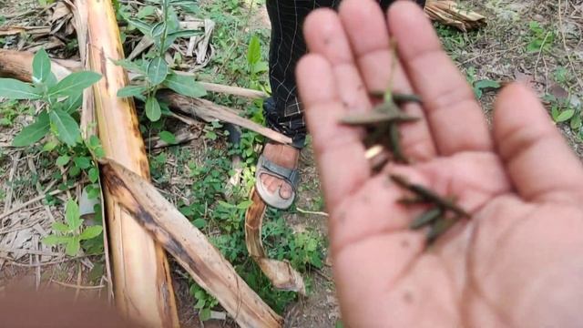 Exploding seed#seed смотреть онлайн