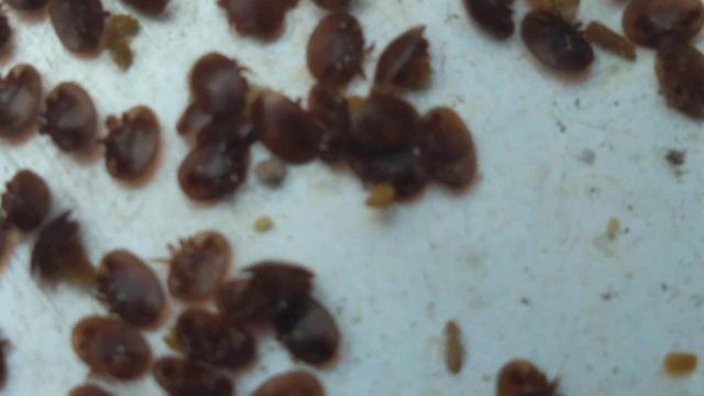 Клещ Varroa destructor. Destructor - разрушитель..." разрушитель" пчелиных жизней и пчелиных колони смотреть онлайн