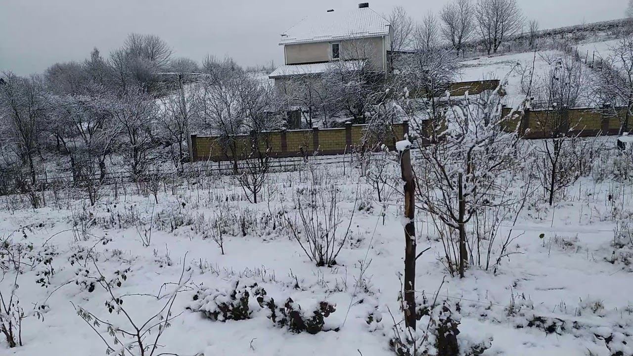 ФУНДУК . Відмінна пора для посадки фундука )))