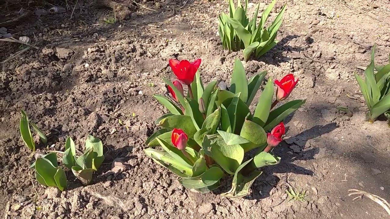 Осень, зима, и снова весна. Первые тюльпаны, ранние, миниатюрные. 🌷 смотреть онлайн