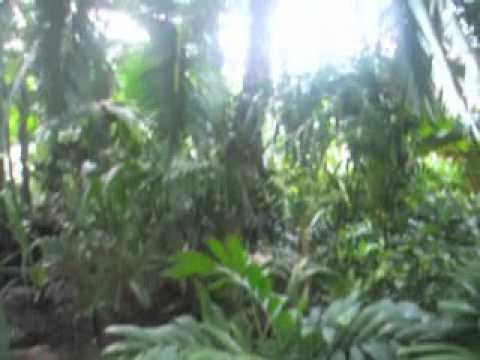 Botanic gardens tour 2 part 1 смотреть онлайн