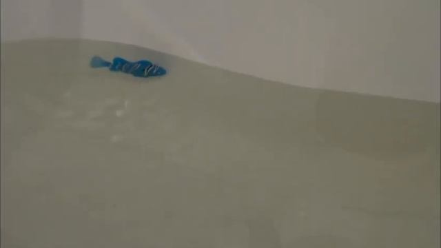 Robofish - роборыбка. Реальные съемки в ванной смотреть онлайн