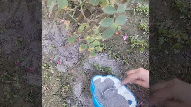 How to Make Plant Fertiliser | Wood ash For plant |Best Homemade Fertiliser (Urdu/hindi) смотреть онлайн