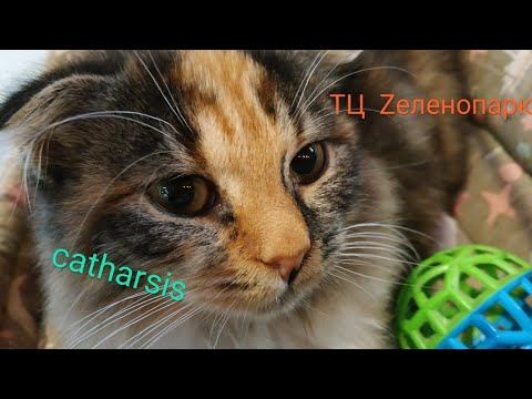 Кафе catharsis ТЦ Zеленопарк г. Зеленоград смотреть онлайн