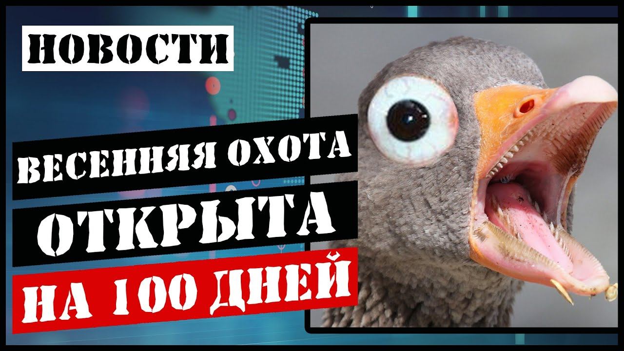 Сроки весенней охоты 108 дней/Добываем гуся и вальдшнепа без ограничений смотреть онлайн