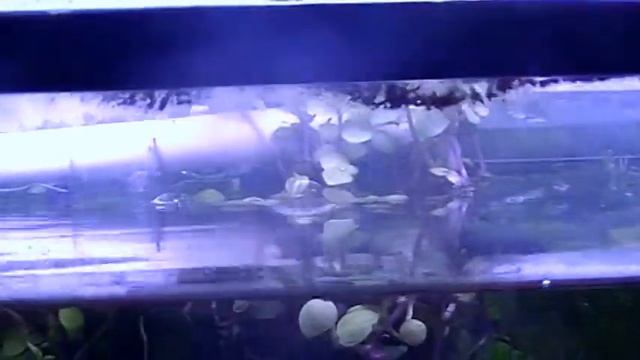 #Aquarium. Мой аквариум 60 л. смотреть онлайн