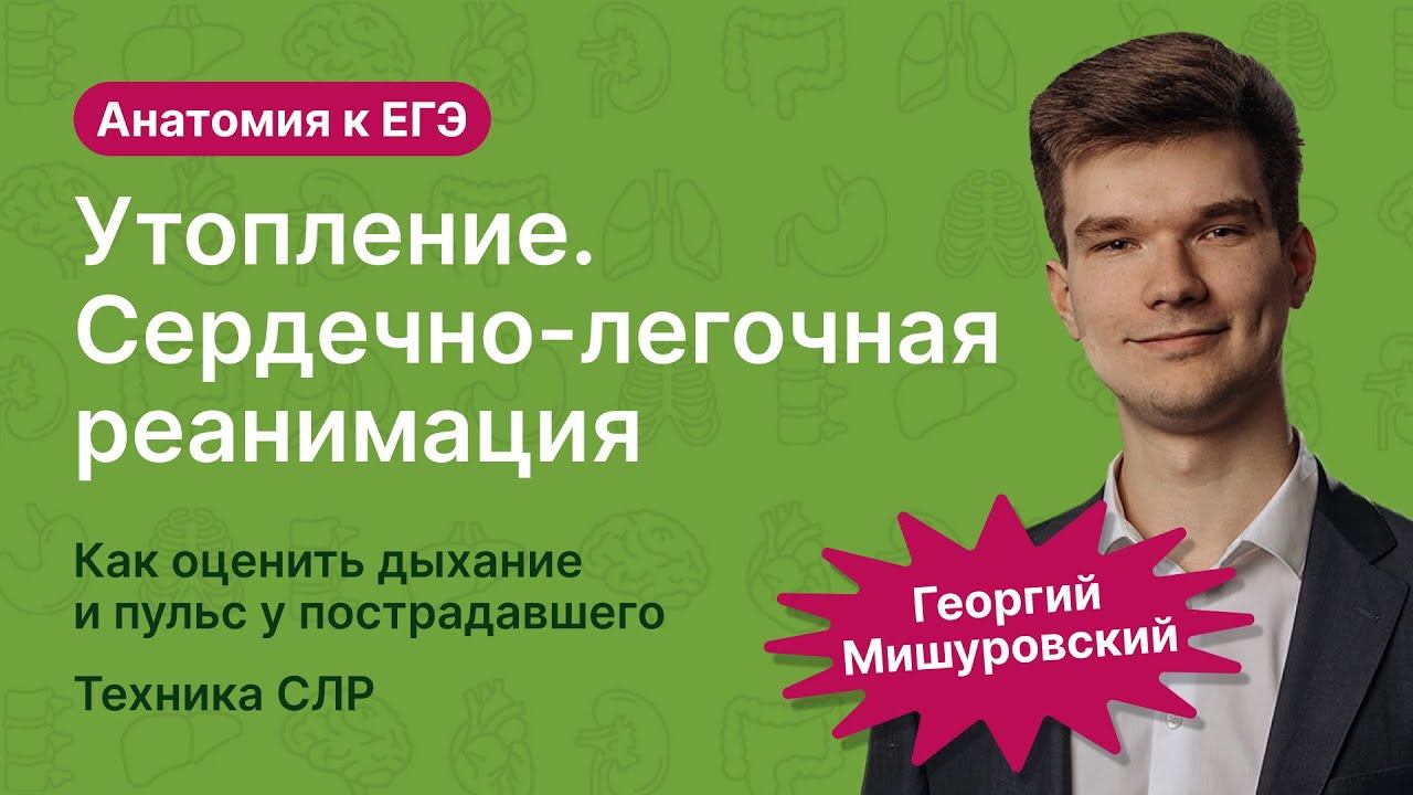 6.113. Утопление. СЛР. | Анатомия к ЕГЭ | Георгий Мишуровский смотреть онлайн