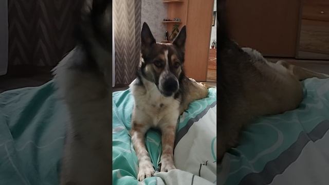Продолжение сказки. 🤣🤣🤣 смотреть онлайн