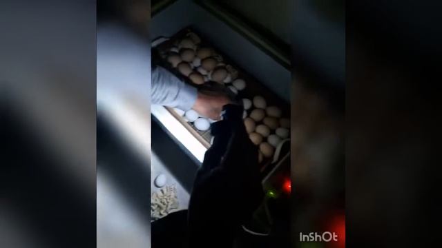 Инкубация цыплят породы Леггорн Далматинец и Адлер смотреть онлайн