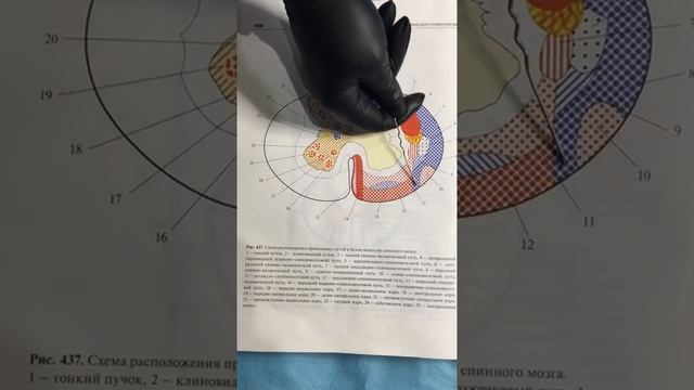 Спинной мозг Проводящие пути спинного мозга 5 смотреть онлайн