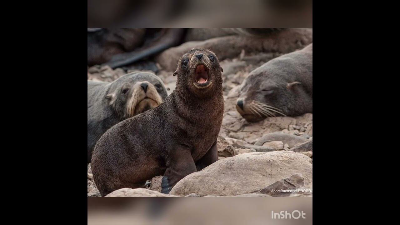 FLORA y FAUNA de las islas malvinas смотреть онлайн