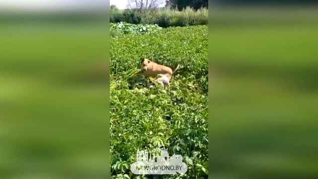 Чупакабра уже в Гродно!? смотреть онлайн