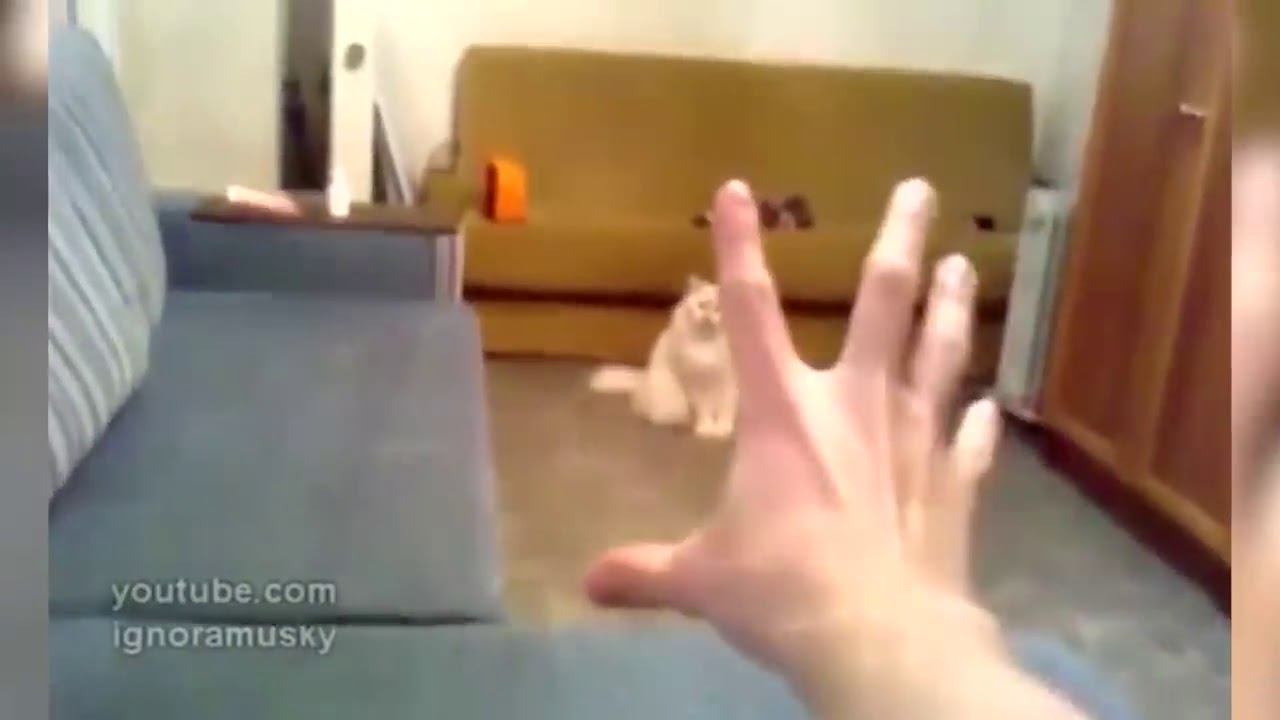 FUNNY ANIMALS / СМЕШНЫЕ ЖИВОТНЫЕ #4 смотреть онлайн
