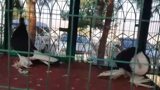 Птичий Рынок #АНДИЖАНЕ 2021г #tauben #pigeons смотреть онлайн