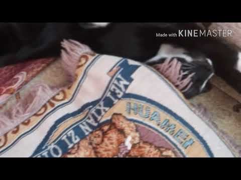 Я говнюк смотреть онлайн
