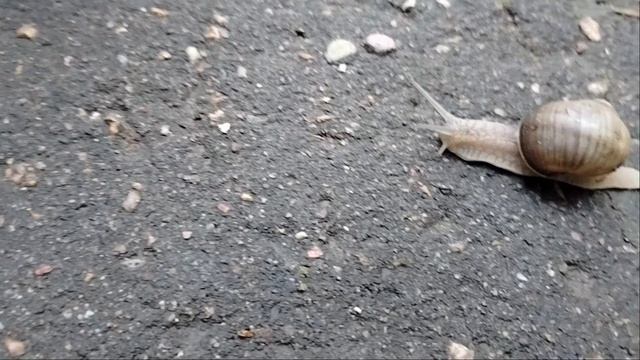 Улитка, улитка, высуни рога Дам кусок пирога. Брюхоногие в городе. смотреть онлайн