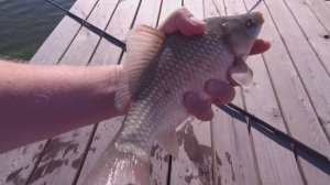 ЛОВЛЯ КАРАСЯ НА МАХАЛКУ. ПРИШЕЛ НА ЖОР КАРАСЯ РАННИМ УТРОМ