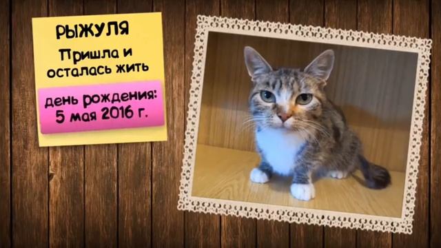 кот Малыш, котёнок Мурка, кролик Баффи в рубрике ВОПРОС ОТВЕТ ! А НУ КА ДАВАЙ КА ПОКАЗЫВАЕТ ЛИЦО ! смотреть онлайн