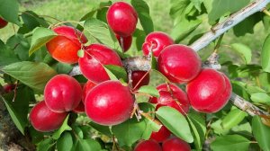 Абрикос Фуего.Товарний та промисловий сорт.