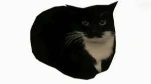 Максвелл крутящийся кот - Maxwell