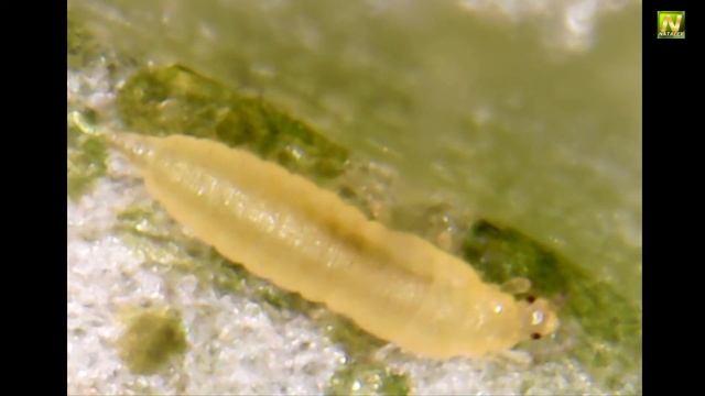 [Natalex] Огуречный лист под микроскопом... смотреть онлайн