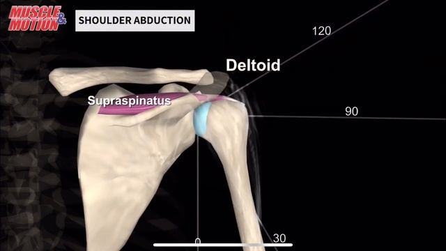 Надостная мышца. 3d anatomy. MUSCLE MOTION смотреть онлайн