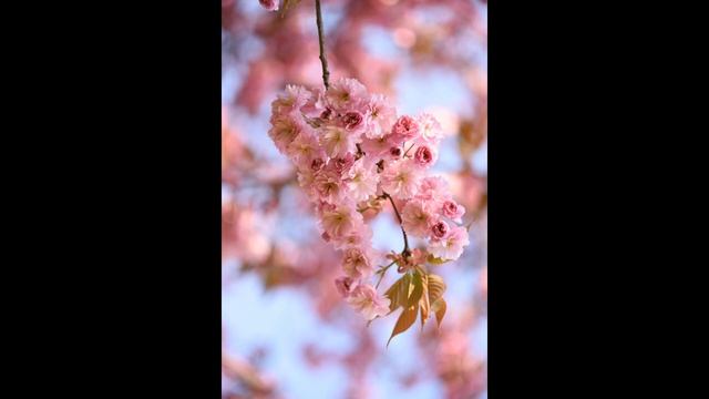 на что мы тратим жизнь смотреть онлайн