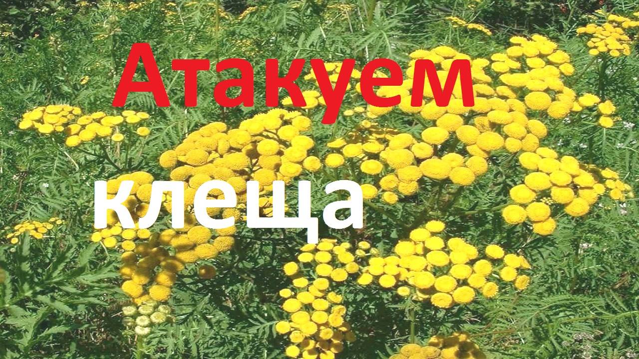 Народные средства профилактики и лечения пчел от варроатоза смотреть онлайн