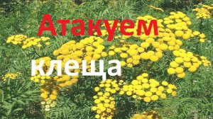 Народные средства профилактики и лечения пчел от варроатоза