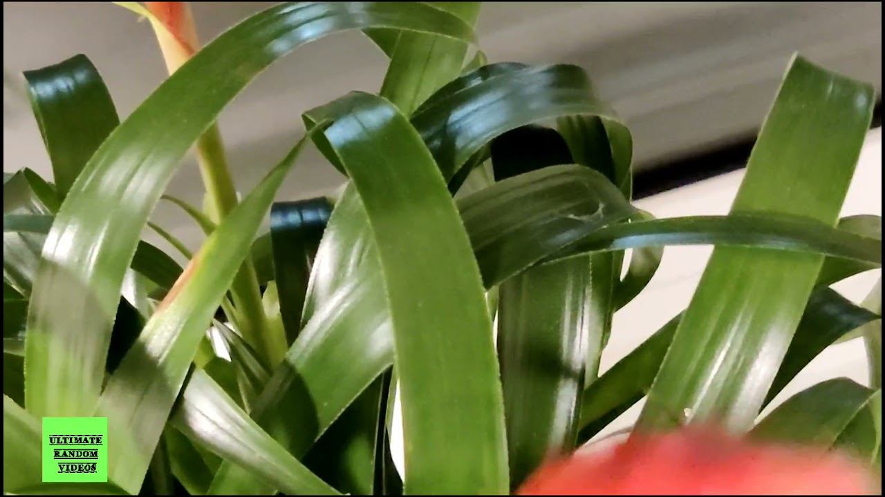 Vriesea splendens - flaming sword |Best Indoor Plants смотреть онлайн
