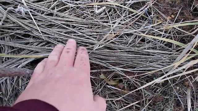 Укрыл школку фундука на зиму смотреть онлайн