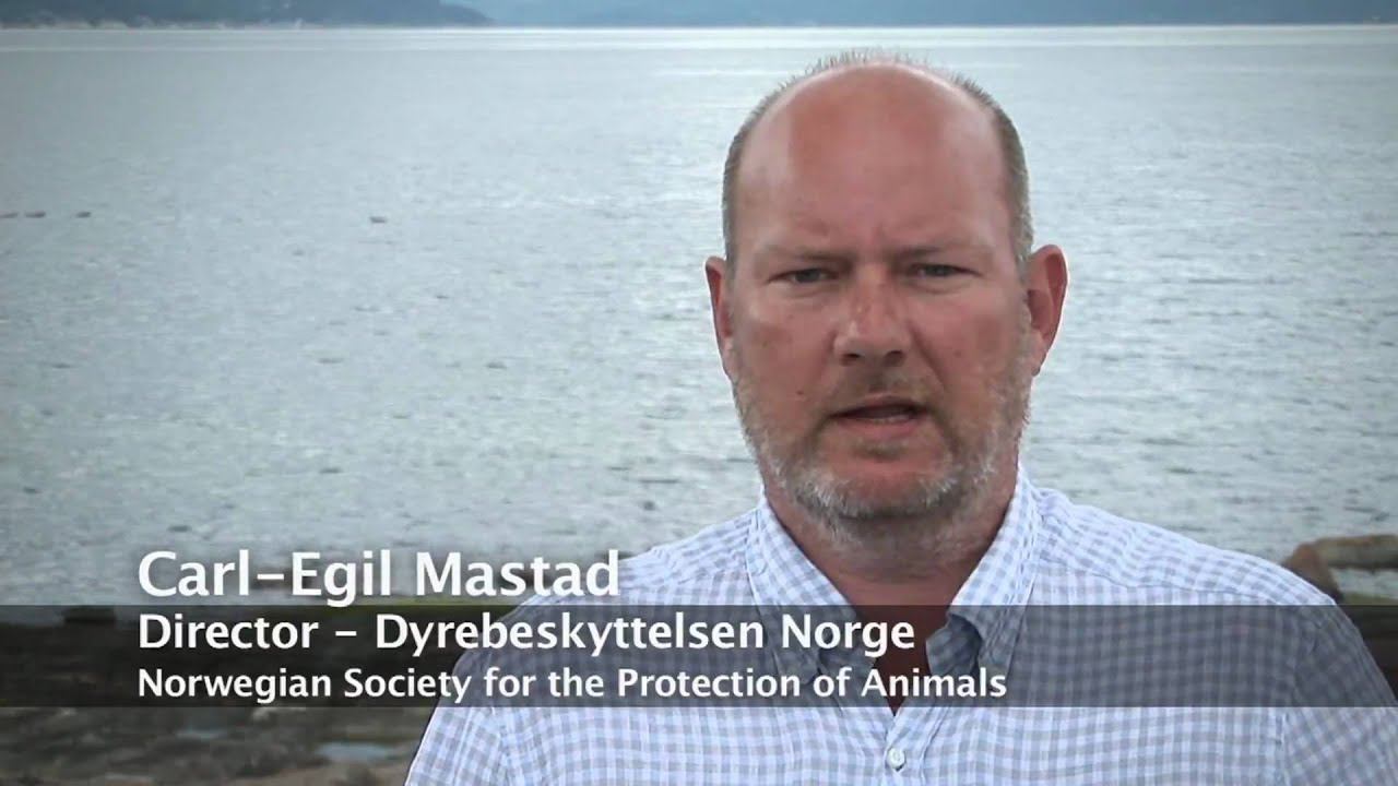 Appalling new footage shows cruelty of Norwegian whaling смотреть онлайн