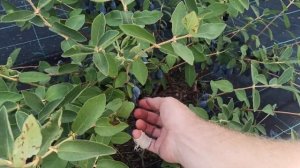 Жимолость Индиго Джем.