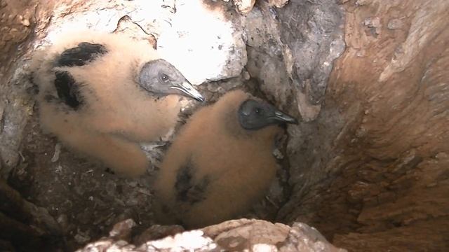 Fauna y flora del espinal santafesino Jote y Lechuza blanca Parte 31 Argentina 2019 смотреть онлайн