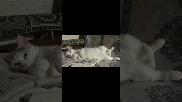 офигенная или офигевшая 😁 #shotrs #cats