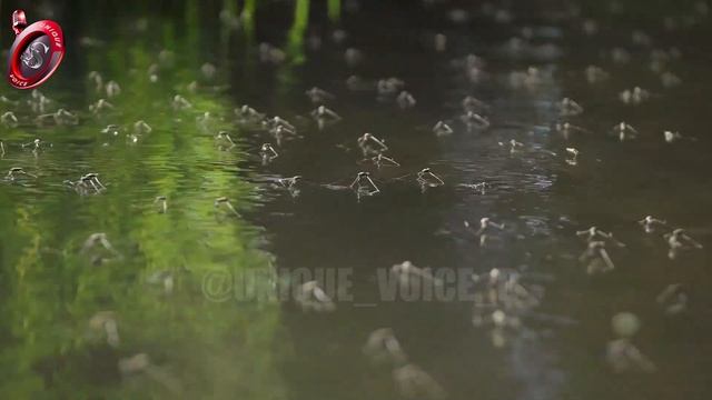 وثائقي العنكبوت أوهن البيوت * سامر يونس смотреть онлайн