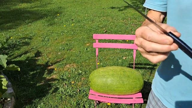 12.09.2023. плюс 28 град. Арбуз Чарльстон серый созрел! смотреть онлайн