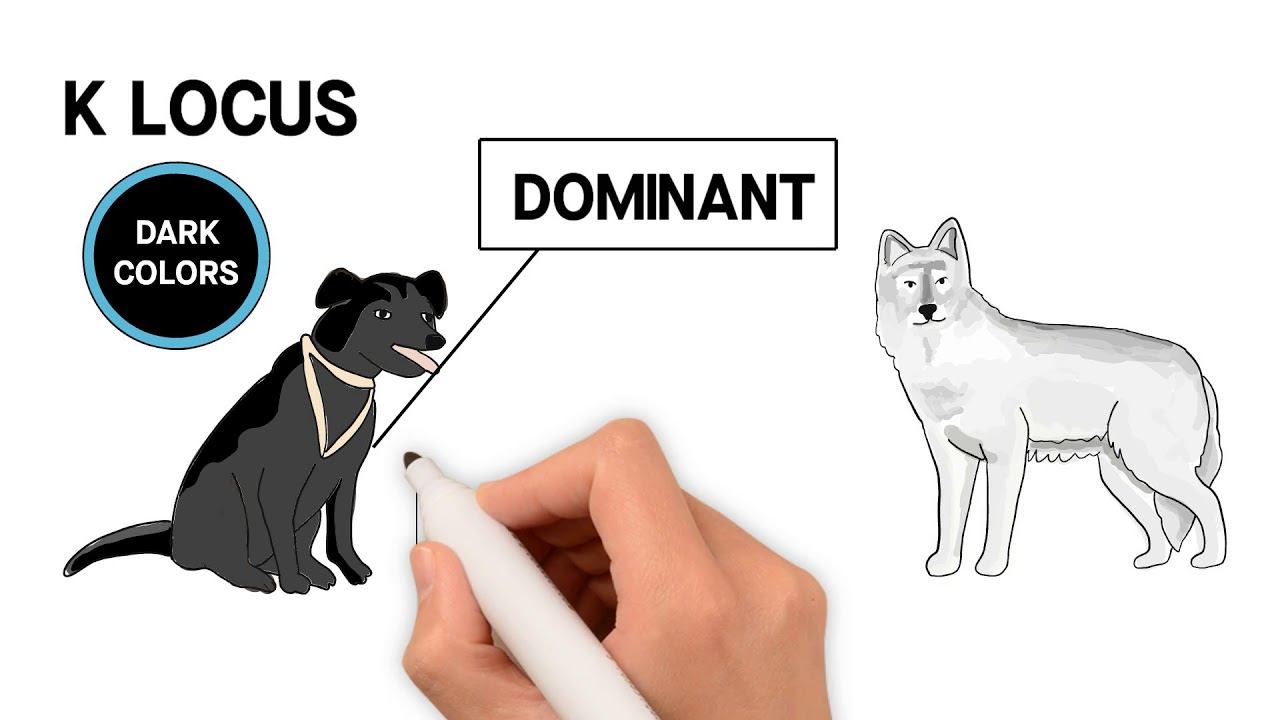 How the Gray Wolf got their Black Coats - K Locus Gene смотреть онлайн